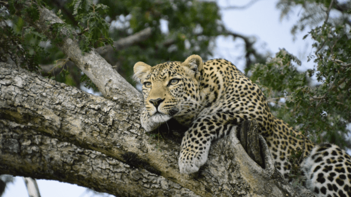 10 Amazing Wildlife Encounters You Can Experience at Sentinel Mara Camp